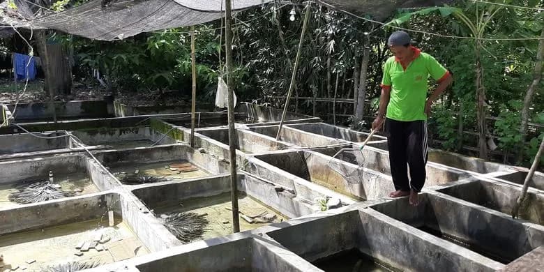 Pendampingan CSR Pertagas di Siak, Sukses Kembangkan Budidaya Udang Lobster Tawar