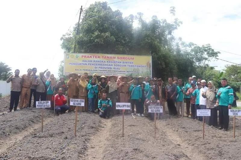 PT KPI Unit Dumai Jalin Kerjasama dengan BPTP Provinsi Riau Untuk Canangkan Budidaya Sorgum di lahan gambut