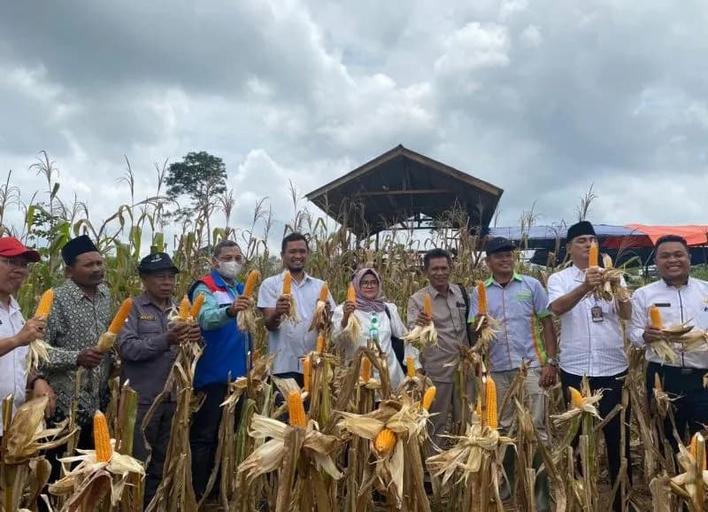 Wujudkan Ketahanan Pangan, Kelompok Tani Binaan Pertamina EP Jambi Field Gelar Panen Raya Jagung