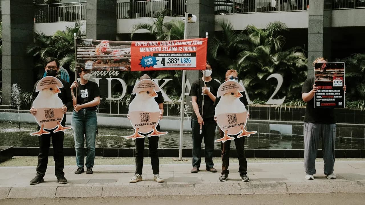 Aktivis Perlindungan Hewan Desak Super Indo Percepat Komitmen Telur Bebas Kandang Baterai
