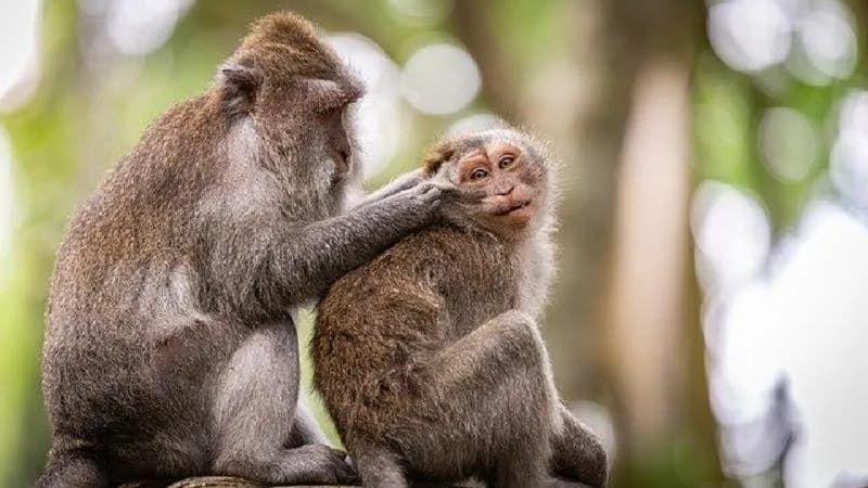 Aktivis Perlindungan Hewan Minta Pemerintah AS Tak Lagi Impor Monyet dari Indonesia