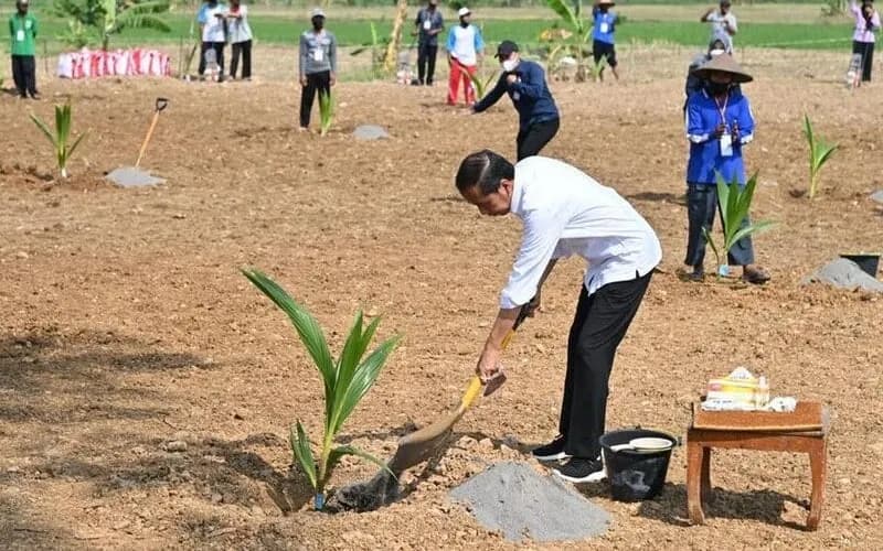 Hijaukan Pulau Kelapa dan Dukung Pemberdayaan Masyarakat Pesisir, Nusantara Regas Tanam Ratusan Bibit Kelapa Genjah