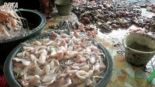 PETA Mengungkap Kekejaman Mengerikan di Industri Paha Kodok