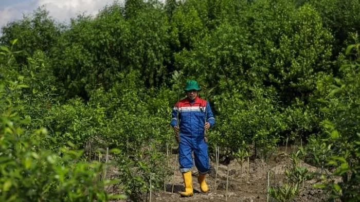 Komitmen Jaga Lingkungan, Kilang Pertamina Tanam Lebih dari 135 Ribu Pohon Sepanjang 2024