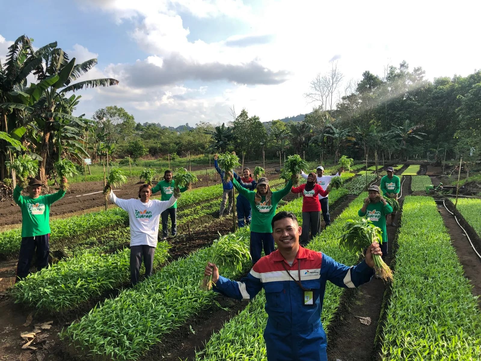 Kiprah Petani Kampung Sidrap, Sukses Garap Lahan Gambut jadi Pertanian Holtikultura Semi Organik