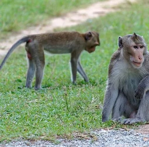 Selama Tahun 2022, Ratusan Monyet Hasil Tangkapan Liar Diekspor Indonesia Ke As Untuk Laboratorium Uji Coba